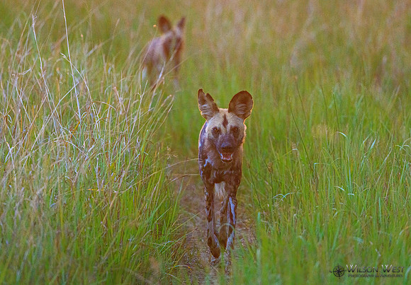 African Wild Dog