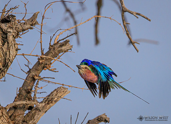 Lilac-breasted Roller