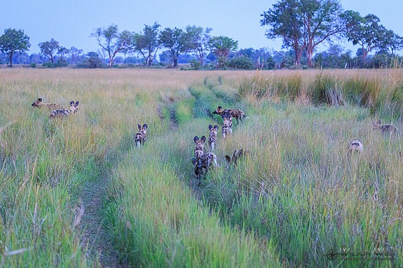 African Wild Dog