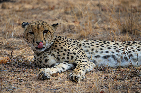 Cheetah