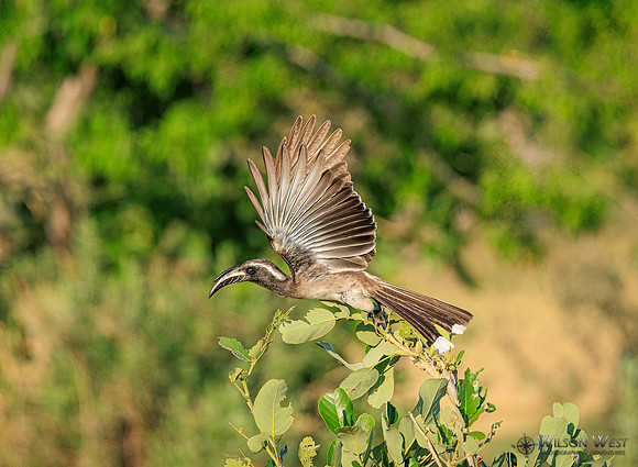 Gray Hornbill