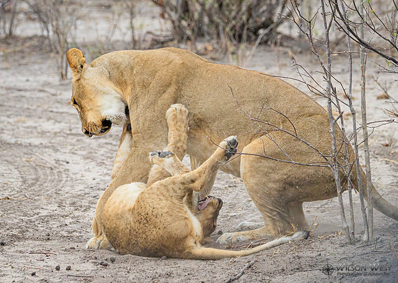 Lion