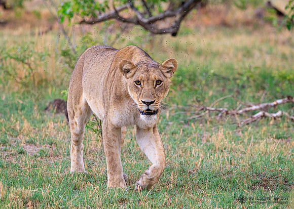 Lion