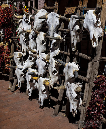 Cow Skulls