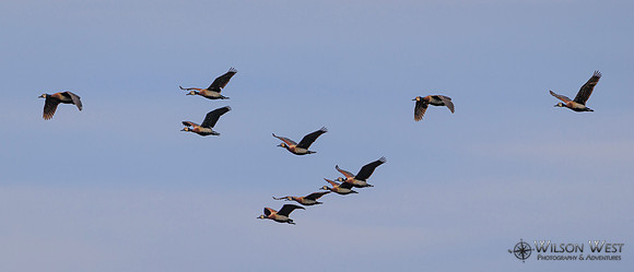White-faced Whistling Duck