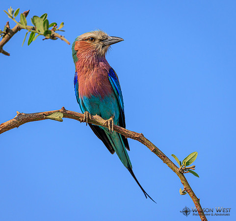 Lilac-breasted Roller