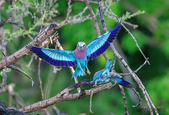 Lilac-breasted Roller