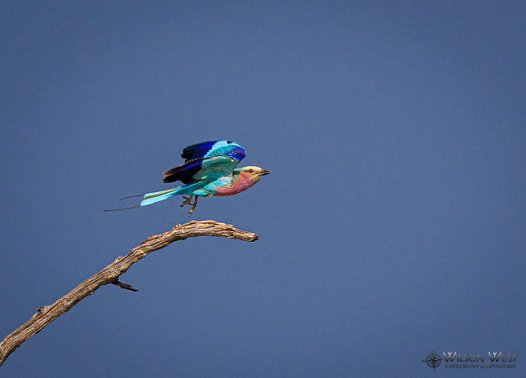 Lilac-breasted Roller