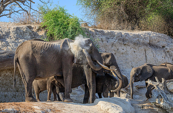 Elephant