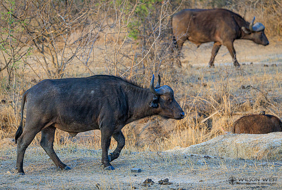 Cape Buffalo