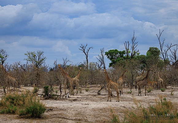 Giraffe
