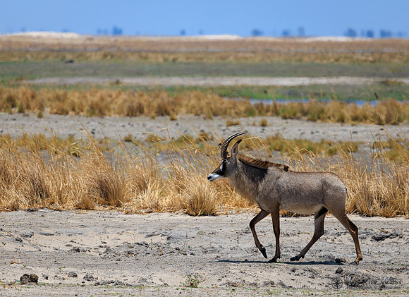 Roan Antelope
