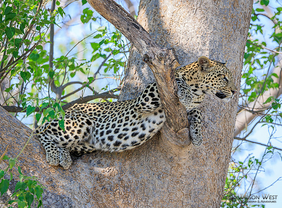 Leopard