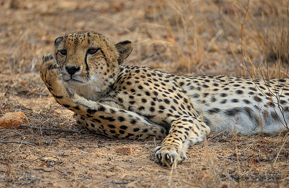 Cheetah