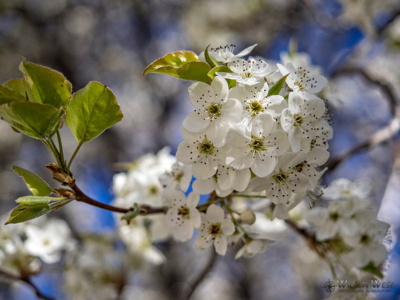 Cherry Blossoms