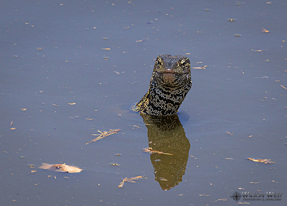 Water Monitor