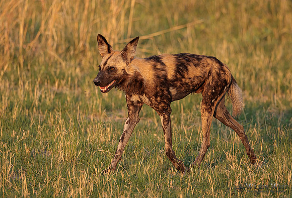 African Wild Dog