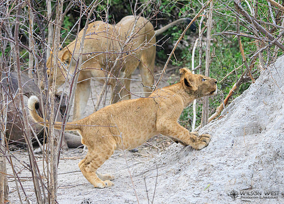 Lion