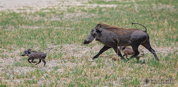 Warthog