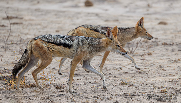 Black-backed Jackal