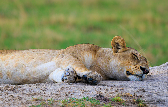 Lion