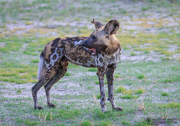 African Wild Dog