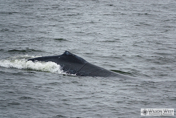 Minke Whale