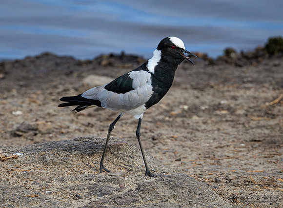 Blacksmith Lapwing