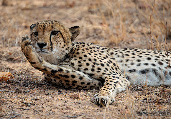 Cheetah