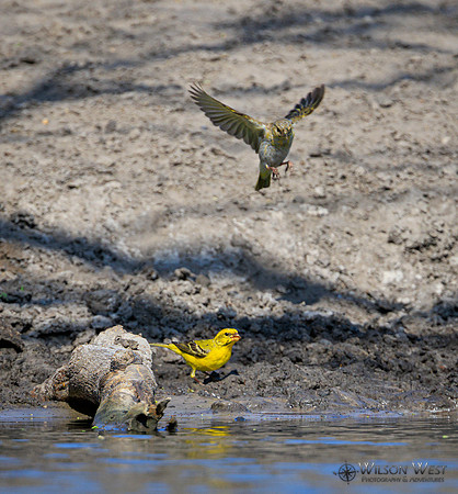Yellow Canary