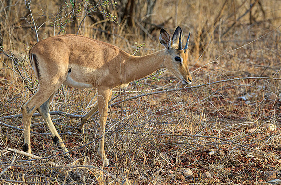 Impala