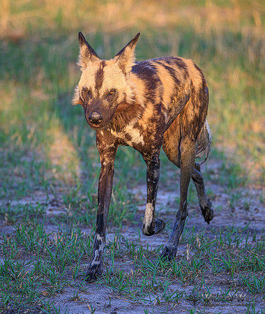 African Wild Dog