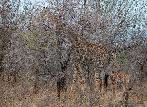 Giraffe