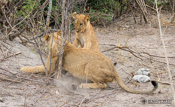 Lion