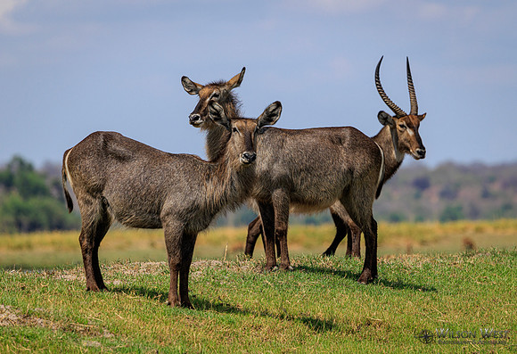 Common Waterbuck