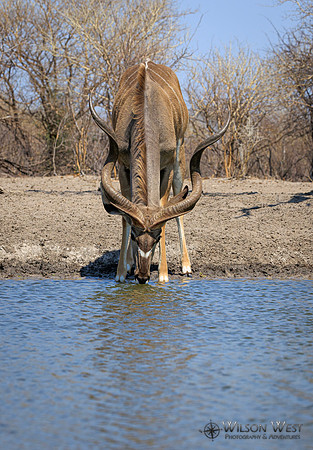 Greater Kudu