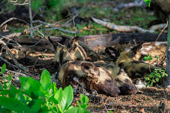 African Wild Dog