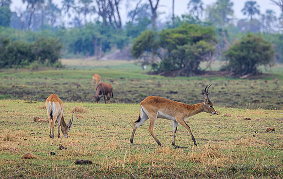 Red Lechwe
