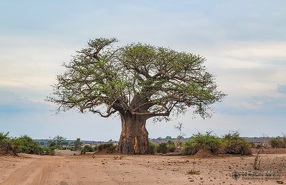 Baobob Tree