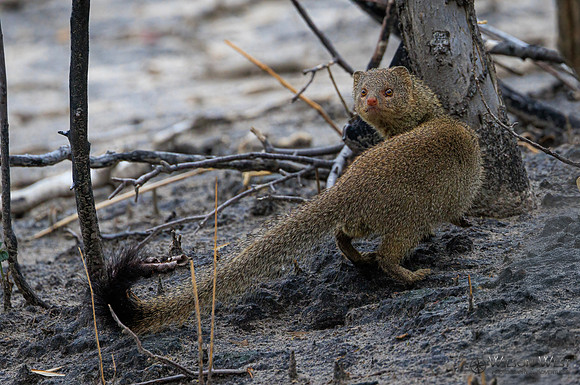 Mongoose
