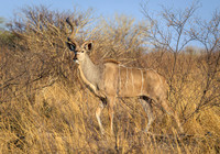 Greater Kudu