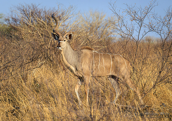 Greater Kudu