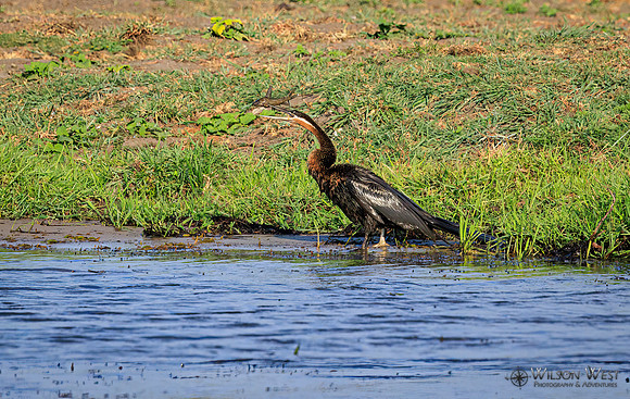 African Darter