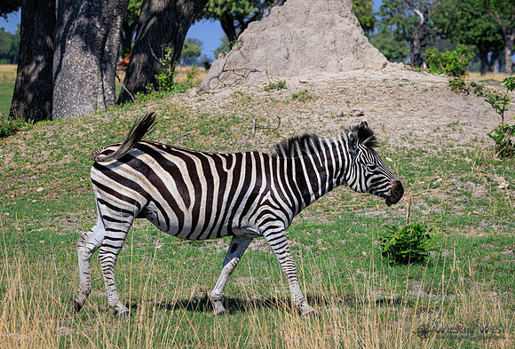 Burchell's Zebra