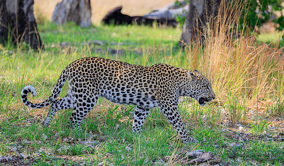 Leopard