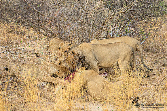 Lion eating a kudu