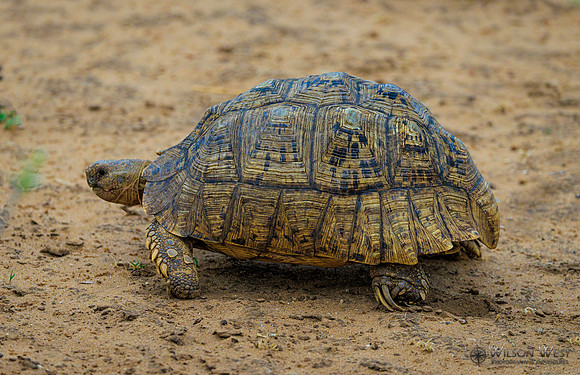 Leopard Tortoise