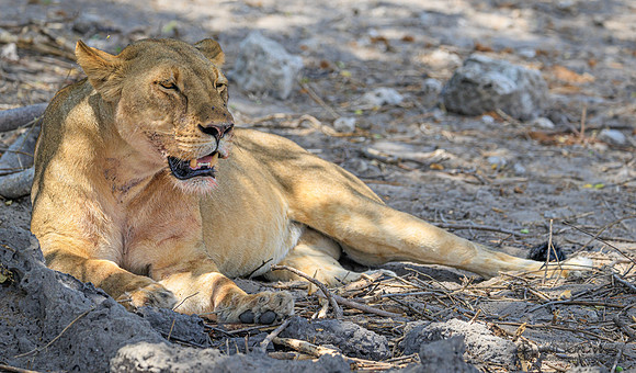 Lion