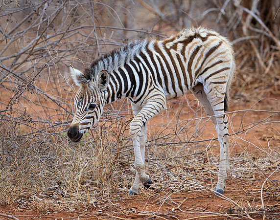 Burchell's Zebra