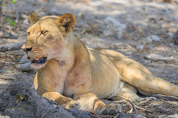 Lion